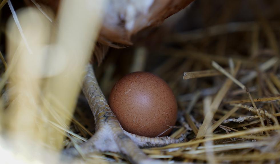 Minst 48 personer er smittet av salmonella i Sverige etter å ha spist egg. Nå ber svenske folkehelsemyndigheter folk om å sjekke kjøleskapet. Foto: Erin Hooley | AP | NTB