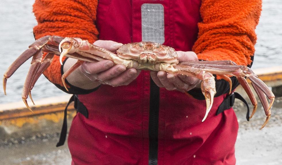 Den såkalte snøkrabbestriden lever videre i den internasjonale voldgiftsdomstolen, hvor en dom er ventet når som helst. Foto: Terje Bendiksby | NTB